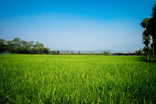 Landskap med en grön majsfält och blå himmel bakgrund. — Stockfoto