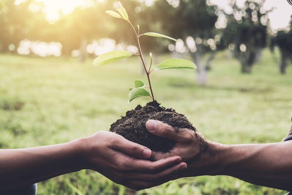 Молодая пара с саженцами, которые будут посажены в почву в
