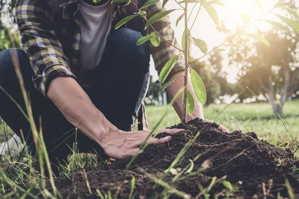 Young man planting the tree while Watering a tree working in the — Stock Photo, Image