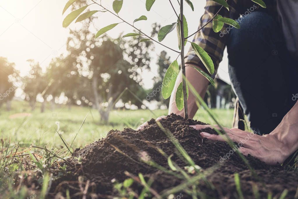 Young man planting the tree while Watering a tree working in the