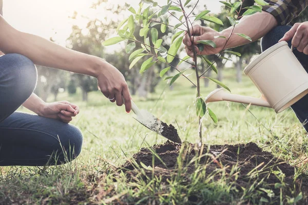 Young couple planting the tree while Watering a tree working in — Stock Photo, Image
