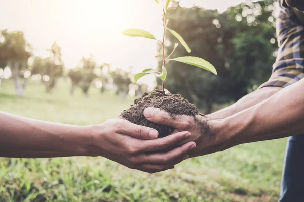 Ungt par bär en plantor planteras i marken i — Stockfoto