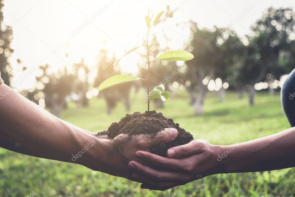 Young couple carrying a seedlings to be planted into the soil in