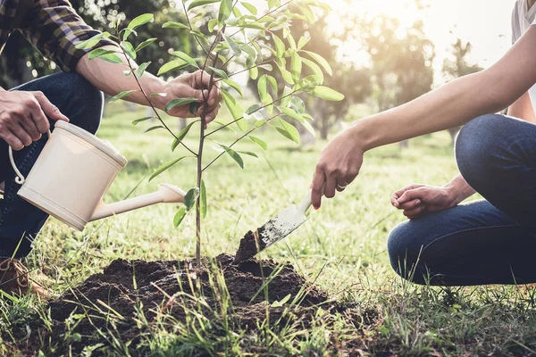 Giovane coppia piantare l'albero mentre innaffiare un albero che lavora in — Foto Stock