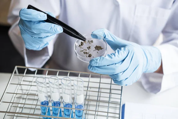 Scientist or medical in lab testing sample trial with reagent, mixing reagents in glass flask, glassware containing chemical liquid, laboratory research and testing of Microscope.