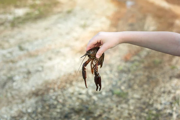 Brazo extendido mano sosteniendo grande vivo crawdad — Foto de Stock