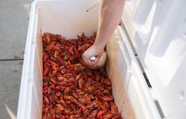 Fresh boiled crawdads in large white ice chest — Stock Photo, Image