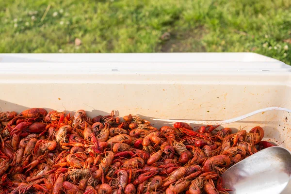 Crawdads cooked and ready to eat green grass outdoors — Stock Photo, Image