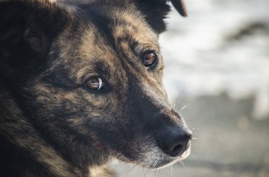 A anavatan köpek üzgün görünümünü