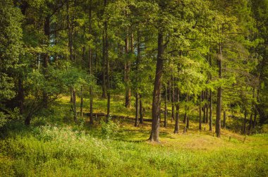 Yeşil çam ormanı gün ışığı yaz
