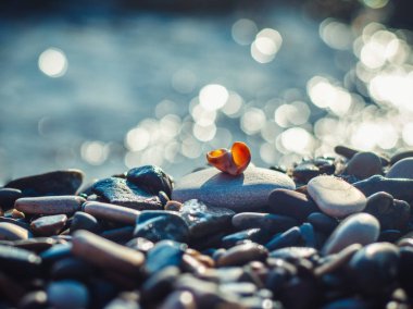 Küçük deniz kabuğu çakıl deniz arka plan üzerinde bokeh ile yatıyor