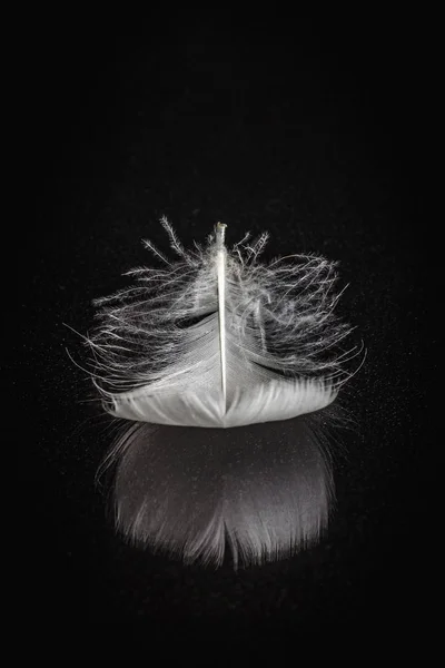 Weiße Feder auf schwarz verspiegeltem Hintergrund — Stockfoto