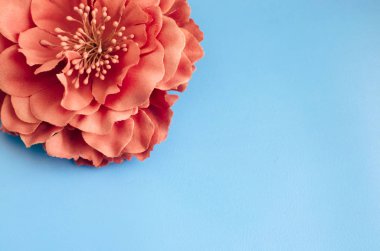 Yeşil mavi zemin üzerine tek Kasımpatı çiçeği