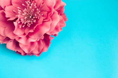 Açık mavi renkli tek pembe krizantem çiçek