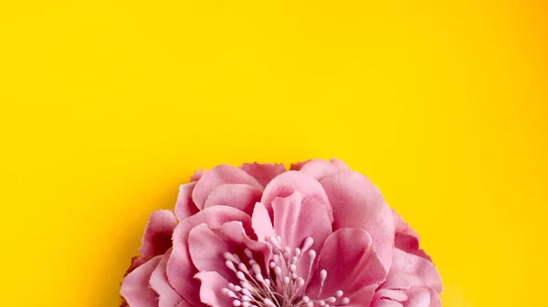 Einzelne Chrysanthemenblume auf gelbem Hintergrund — Stockfoto