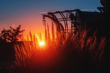 Akşam güneş ışığı uzun otların arasında