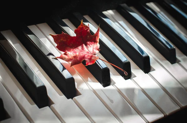 Rotes Ahornblatt Liegt Einem Sonnigen Tag Auf Der Klaviertastatur Konzept — Stockfoto