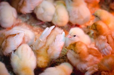 Çiftlikteki bir grup küçük piliç sıcak ışıkta. Çiftçilik endüstrisi kavramı