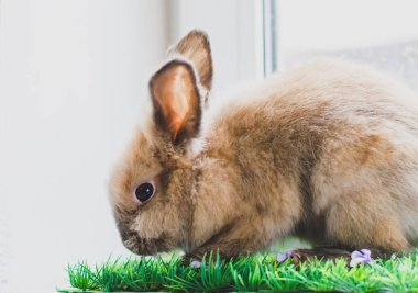Açık arkaplan fotokopi alanındaki yeşil çimlerde küçük bej tavşancık. Geleneksel Paskalya sembolü