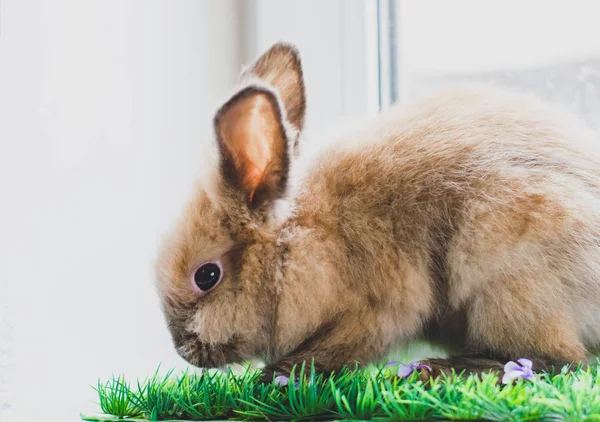 Piccolo Coniglietto Beige Erba Verde Spazio Copia Sfondo Chiaro Pasqua — Foto Stock