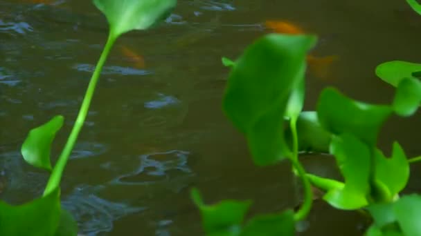 バリ島、ウブド、噴水、自然の背景、水、フナ、赤い魚に魚の泳ぐ — ストック動画