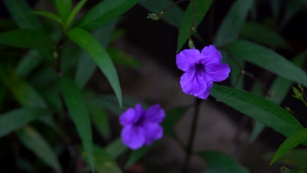 Petunia violeta salvaje. Flover tropical violeta — Vídeos de Stock