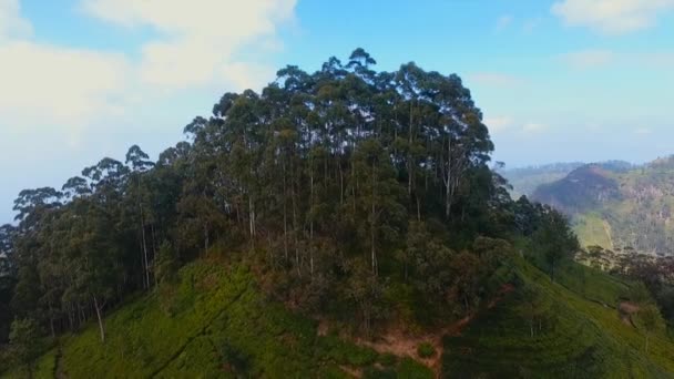 Plantações de chá. O lugar do Lipton. Imagens aéreas. Fundo da natureza por drone. Sri Lanka — Vídeo de Stock