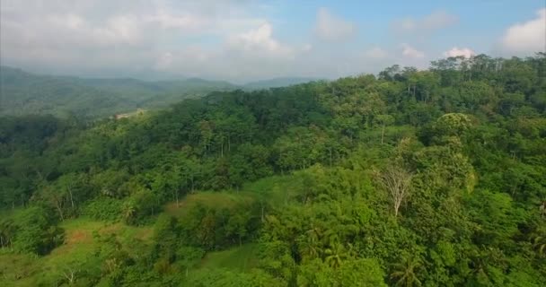 공중에서의 밀림 열 대 나무 — 비디오