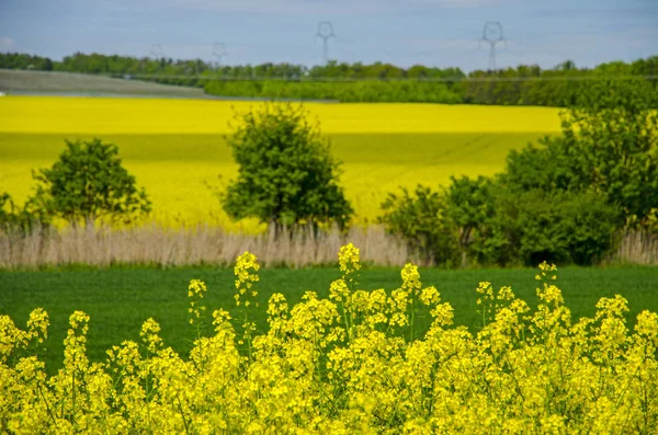 Vista do campo de estupro com paisagem com árvores e grãos jovens sob o céu azul em um dia ensolarado de primavera — Fotografia de Stock