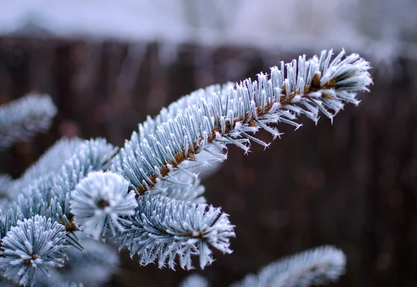 A close-up view of a twig with a needle in frost in December on a sunny winter day before Christmas holidays with a blurred background — Stock Photo, Image