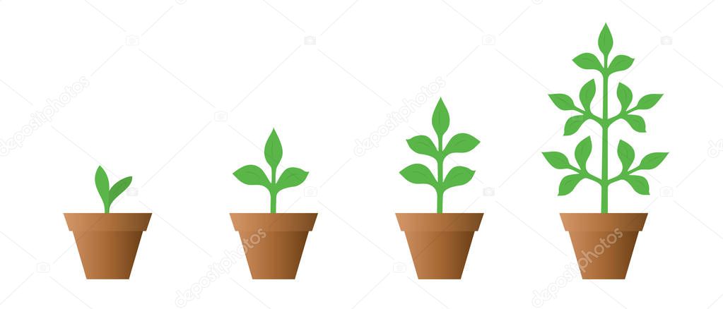 Vector illustration of a set of green icons - plant growth phase in a pot isolated on white background