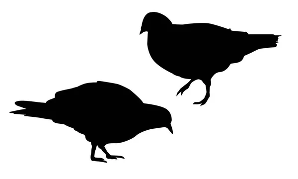 Ensemble d'illustrations vectorielles réalistes de la silhouette marchant et picorant pigeon, isolé sur fond blanc — Image vectorielle