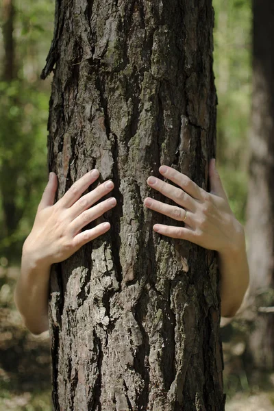 Nahaufnahme weiblicher Hände, die Baumstamm im Wald umarmen — Stockfoto