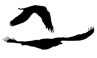 Beyaz arka plan üzerinde izole kuş uçan vektör siluetleri kümesi