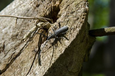 Uzun kemirgenler ahşap kütük güneşli bir günde tırmanma ile siyah bir böcek yakından görmek