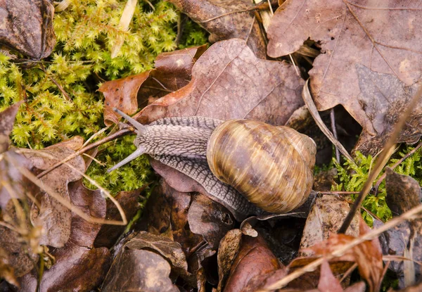 Closeup view of a snail with dry leaves, moss and grass in the garden on a spring day after rain — Stock Photo, Image