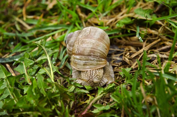 Closeup view of a snail with dandelion leaves and grass in the garden on a spring day after rain — Stock Photo, Image