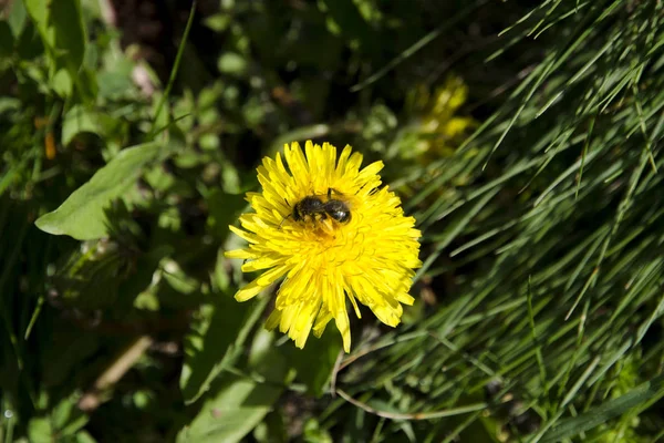 Крупный план пчелы на одуванчике, собирающей пыльцу в солнечный весенний день — стоковое фото