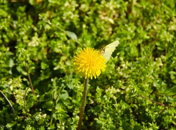 Крупный план одуванчика посреди травы с бабочкой, сидящей в солнечный день — стоковое фото