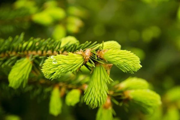 A close-up view of a young needle on a tree with a drop of dew on a spring or summer day — Stock Photo, Image