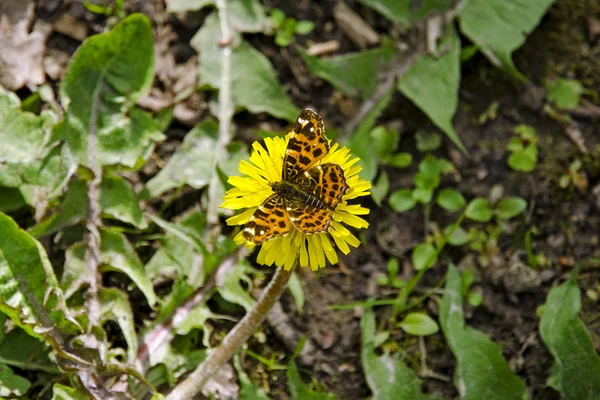 Vista de cerca de una flor de diente de león con una mariposa sentada en un día soleado de primavera — Foto de Stock