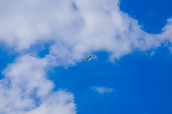 Vista de una gaviota voladora bajo un cielo azul con nubes blancas en un día soleado de verano — Foto de Stock