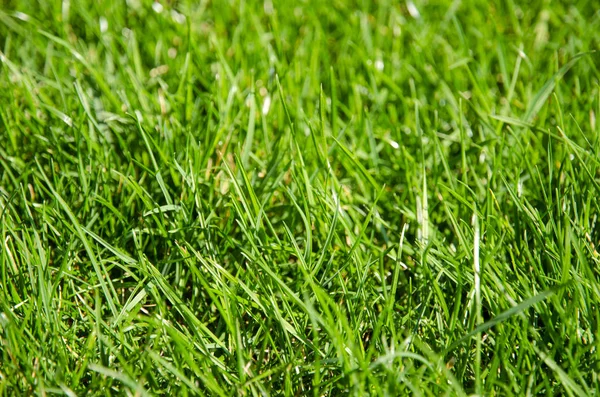 Närbild utsikt över gräset på golfbanan med detaljerna i de enskilda stjälkar och oskärpa solig dag — Stockfoto