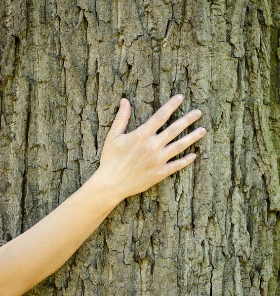 Una vista de cerca de una mano tocando el tronco y la corteza de un árbol en un bosque —  Fotos de Stock