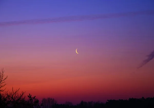 View of the morning sky at dawn with crescent moon and clouds above the treetops — Stock Photo, Image