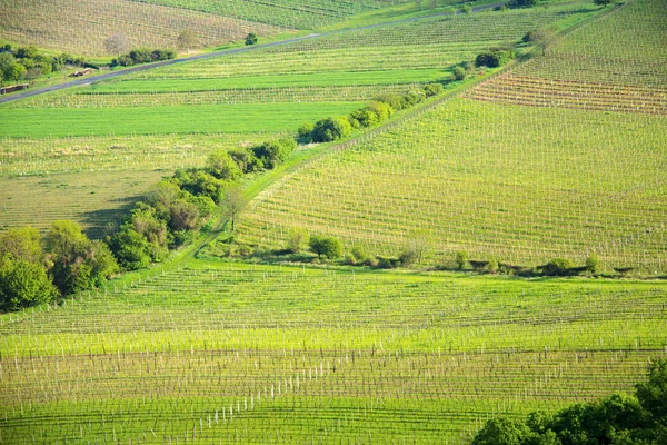 Weergave van een wijngaard in de Palava regio Zuid-Moravië op een zonnige lentedag — Stockfoto