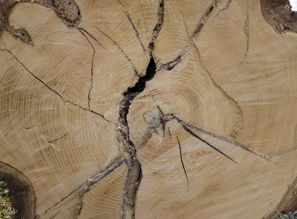 Detail Textur Laubholz mit Baumringen und Rissen — Stockfoto