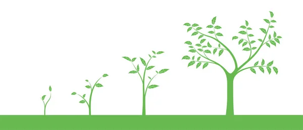 Ilustração vetorial de um conjunto de ícones verdes - fase de crescimento de plantas ou árvores, isolados sobre fundo branco — Vetor de Stock