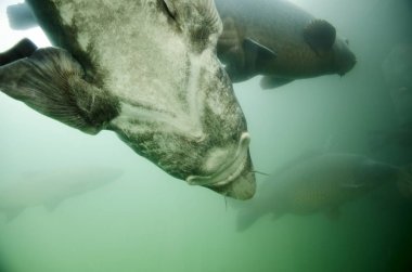 Mersin balığı balık suda ıslatın ve gökyüzü arka plan Huso Huso ayrıntılı görünüm