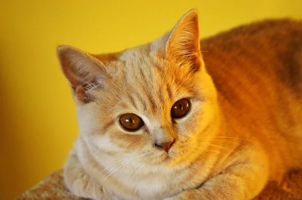 Natureza morta com um detalhe de um jovem gato britânico laranja com grandes olhos de cobre e cabelo curto — Fotografia de Stock